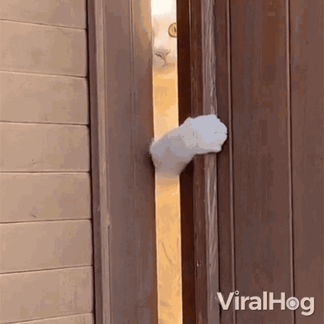Peeking Viralhog GIF - Peeking Viralhog Peeping GIFs