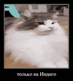 a gray and white cat is sitting on a wooden floor in a frame with russian writing on it .