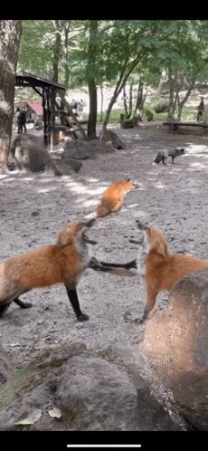 two foxes are standing next to each other in the dirt in a park .