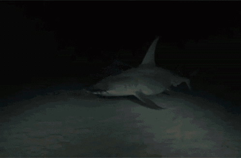 a close up of a shark in the dark .