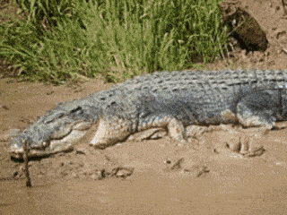 a large crocodile is laying in the mud near a grassy area