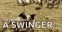 Swinger Sheep GIF - Swinger Sheep GIFs