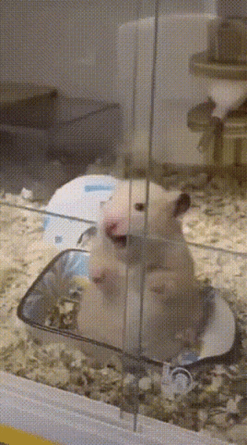 Hamster Smile GIF - Hamster Smile Smiling GIFs