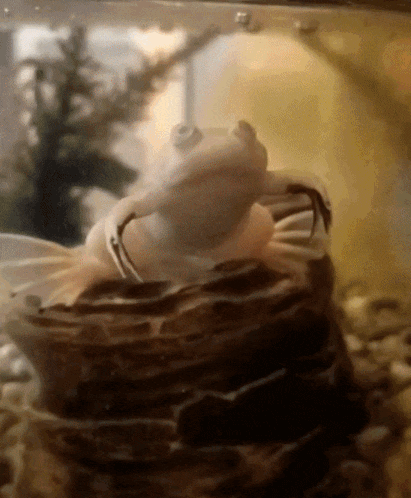 a white frog is sitting on a rock in a glass container