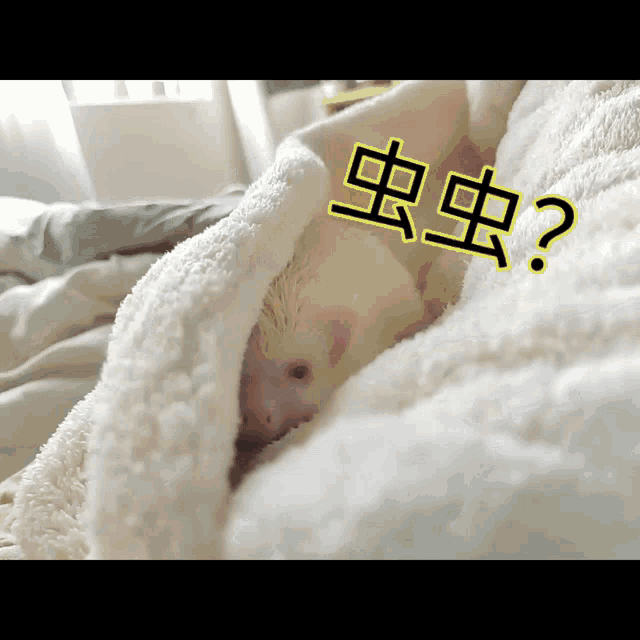 Sakura Hedgehog GIF - Sakura Hedgehog Hedgehog Cute GIFs
