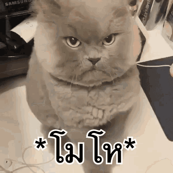 แมวโมโห โกรธ หน้าบึ้ง GIF - Angry Cat Annoyed GIFs