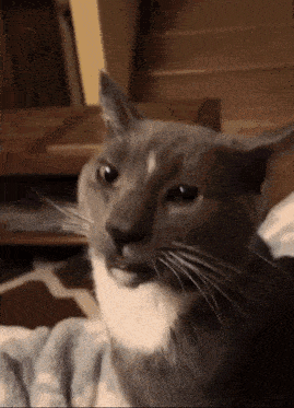 a close up of a gray and white cat with a serious look on its face