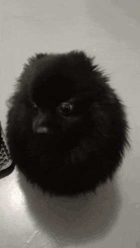 a small black dog is sitting on the floor