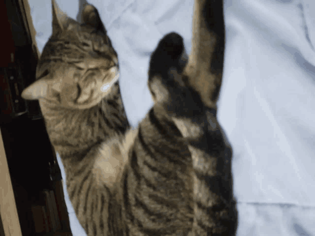 a cat laying upside down on a bed with its eyes closed