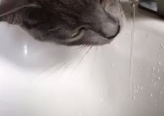 Spock Drinking From The Sink GIF - Cat Water Drink GIFs