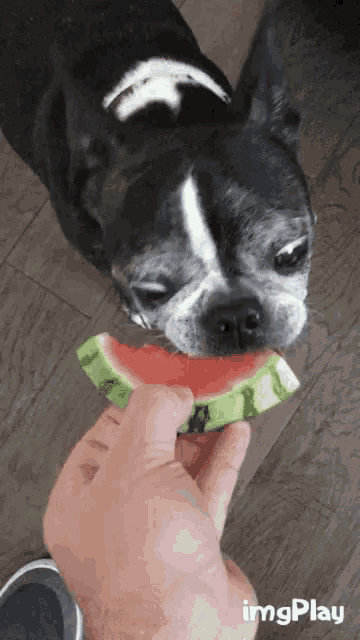 Aww Eat GIF - Aww Eat Watermelon GIFs