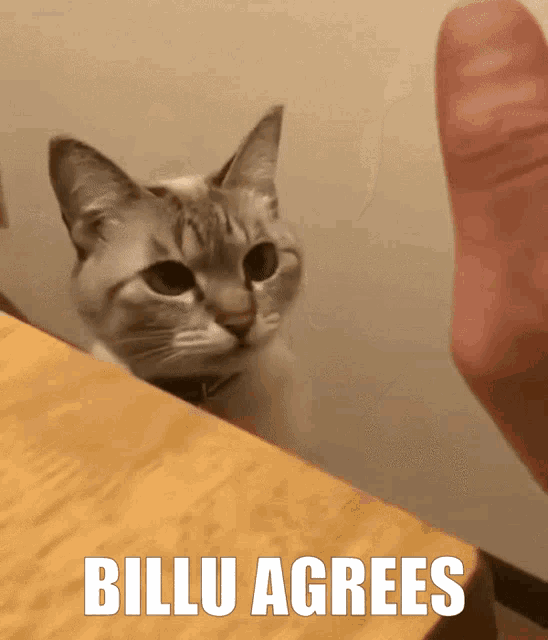 Billu Billu Agrees GIF - Billu Billu Agrees Cat Agree GIFs