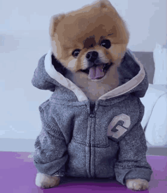 a small dog wearing a hoodie with the letter g on the sleeve