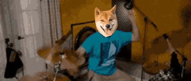 a dog wearing a blue shirt with the letter p on it is playing drums