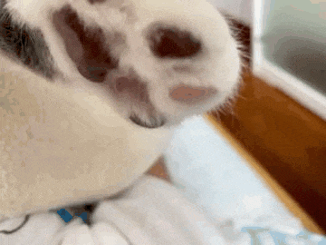 a close up of a cat 's nose and paw on a blanket .