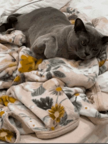 a cat laying on a bed with a floral blanket