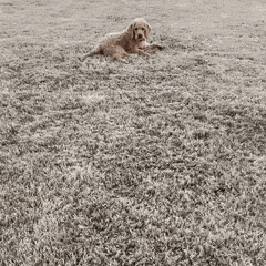 a dog is laying on the grass in a field .