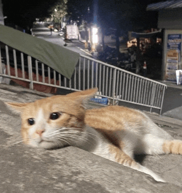 an orange and white cat is laying on a ledge
