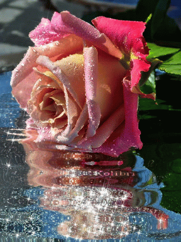 Red Pink Rose Pink Water Rose GIF - Red Pink Rose Pink Water Rose GIFs