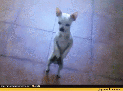 Dancing Dog GIF - Dancing Dog Cute GIFs
