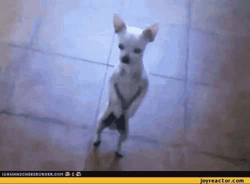 a small white chihuahua is standing on its hind legs on a tiled floor .