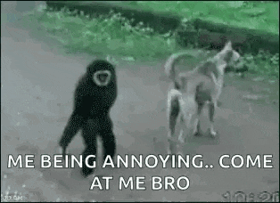 a monkey is walking next to a dog on a street .