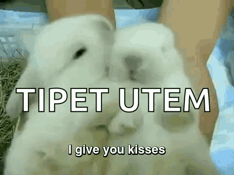 Tipet Utem I Give You Kisses GIF - Tipet Utem I Give You Kisses Bunny GIFs