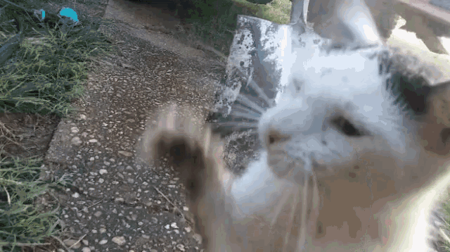 Funny Animals Animals GIF - Funny Animals Animals Cat Fighting Water GIFs