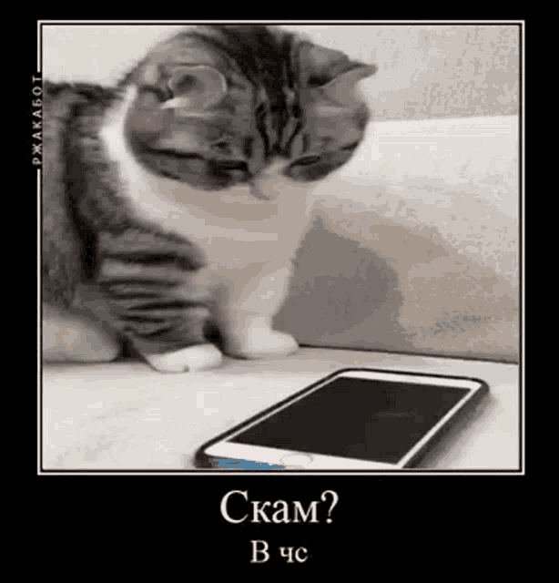 a picture of a cat looking at a cell phone with the caption " scam " in russian