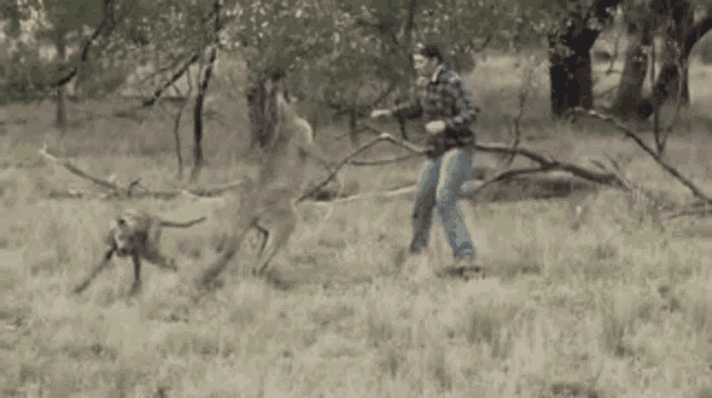 Fighting Kangourou GIF - Fighting Kangourou Animals GIFs