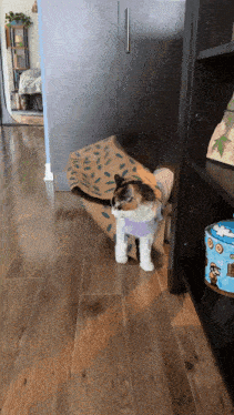 a cat wearing a sweater is standing on a wooden floor