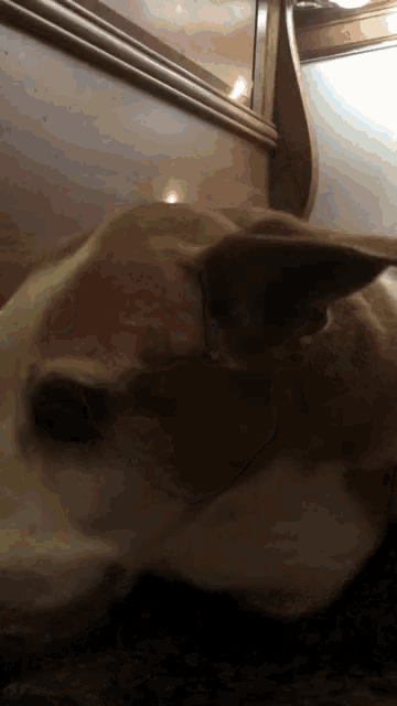 a close up of a dog 's face with a blurred background