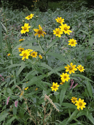 a bunch of small yellow flowers are growing in a field