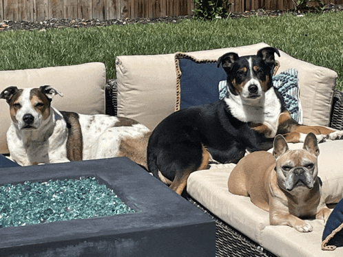 three dogs are laying on a couch in the grass