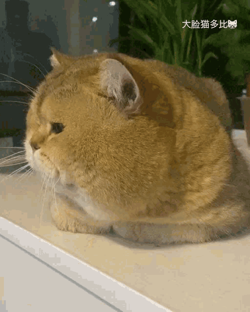 Cat Fat GIF - Cat Fat Chonker GIFs