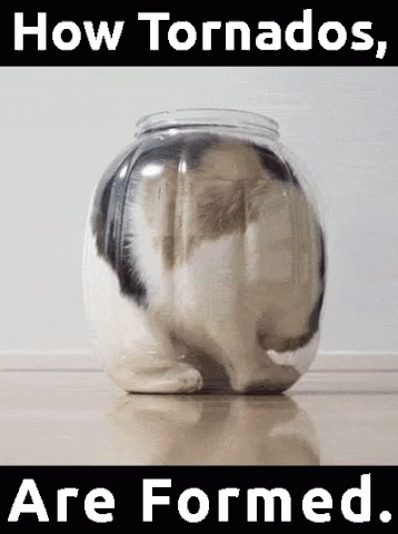 Cat In A Jar GIF - Cat In A Jar GIFs