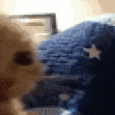 a close up of a cat 's face with a blue blanket behind it .