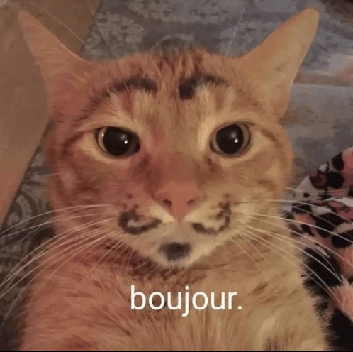 Bonjour Meme - Bonjour - Discover & Share GIFs