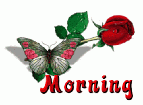 Good Morning Morning GIF - Good Morning Morning Flower GIFs
