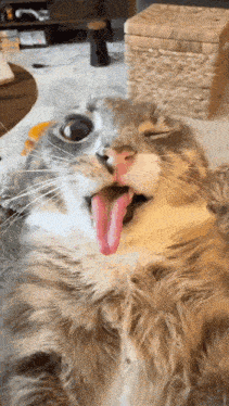 a cat with its tongue hanging out is laying on the floor