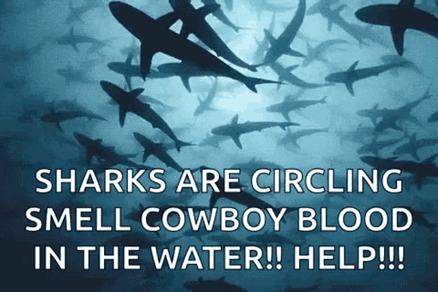 Sharks Swimming GIF - Sharks Swimming Shark GIFs