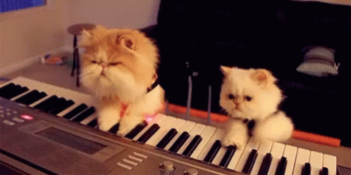 Piano Cats GIF - Piano Cats GIFs