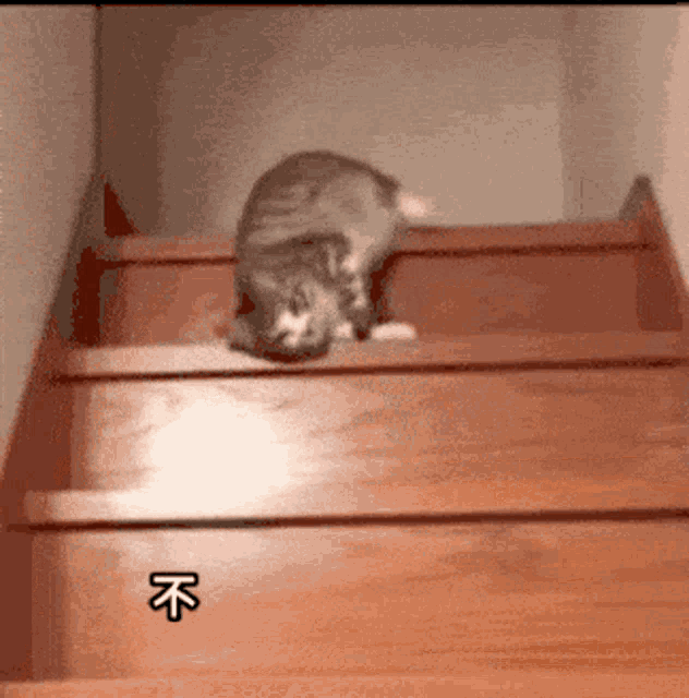 Cat Dont Want To Work GIF - Cat Dont Want To Work GIFs