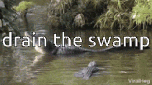 Drain Swamp GIF - Drain Swamp Bayou GIFs