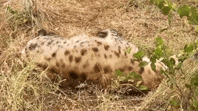 a leopard is laying in the grass with a bush in the foreground