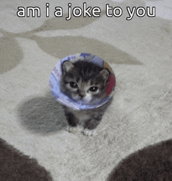 a kitten wearing a cone on its head with the words am i a joke to you above it