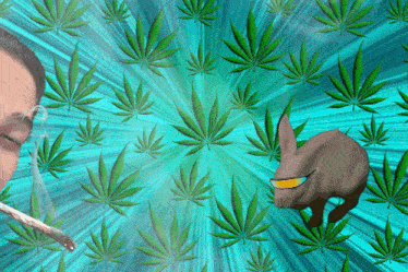 a man is smoking a marijuana cigarette while a rabbit is walking in front of marijuana leaves