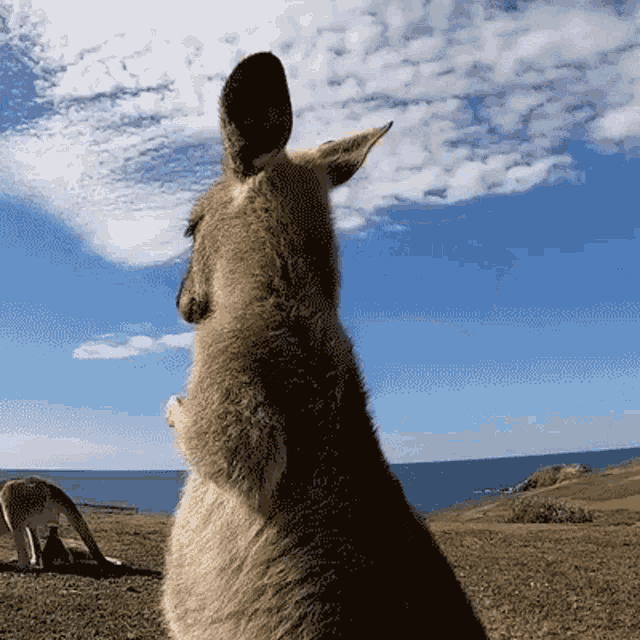 Kangaroo Scritches GIF - Kangaroo Roo Scritches GIFs