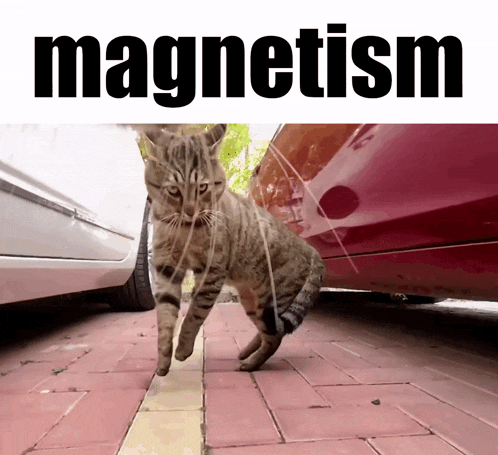a cat is walking on a brick sidewalk with the word magnetism behind it