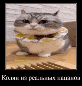 a gray and white cat wearing a floral collar is sitting on a wooden table .